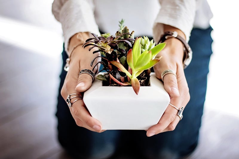Variety of Self-Watering Plant Pots